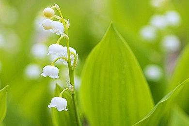 DOTA2 ESL吉隆坡站中国区预选赛 iG 3:0战胜Zero晋级